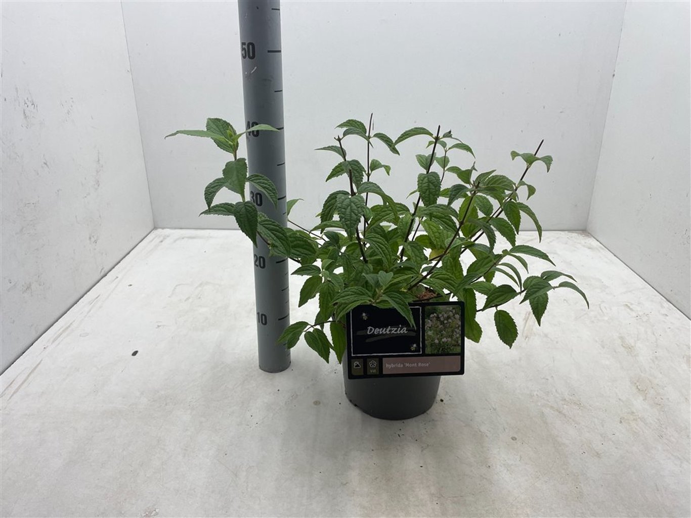 Deutzia hybrida 'Mont Rose' - C3